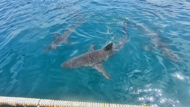 Gansbaai Shark Cage Diving Tour image 15