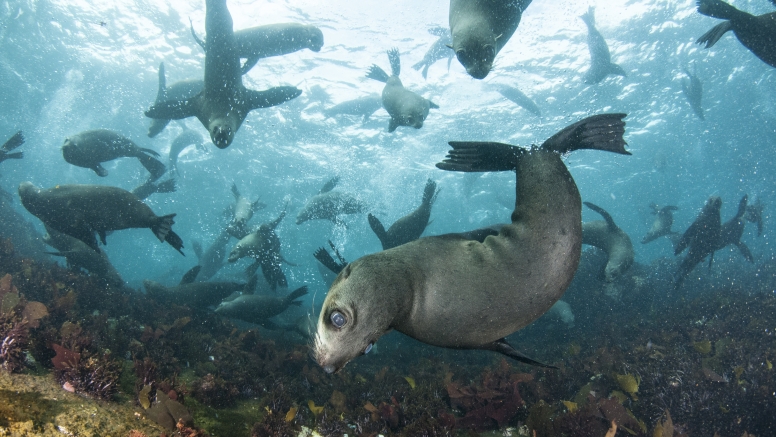 Swim with Seals image 8