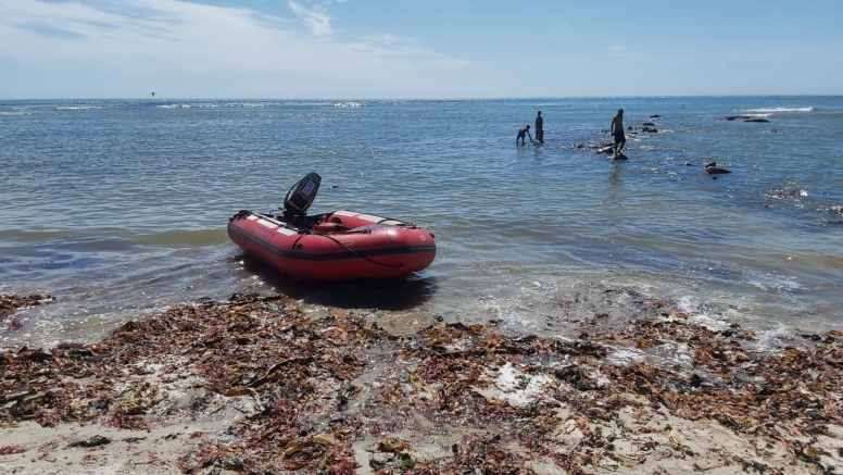 Half Day Cape Peninsula Marine Adventure image 2