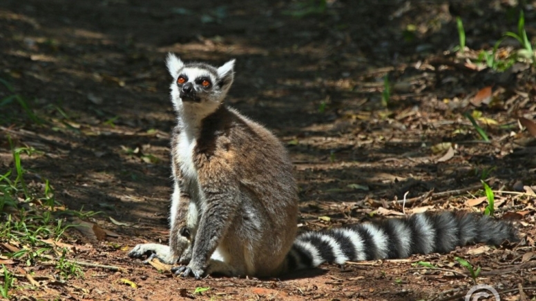 The Hidden Forest Wildlife Sanctuary image 9