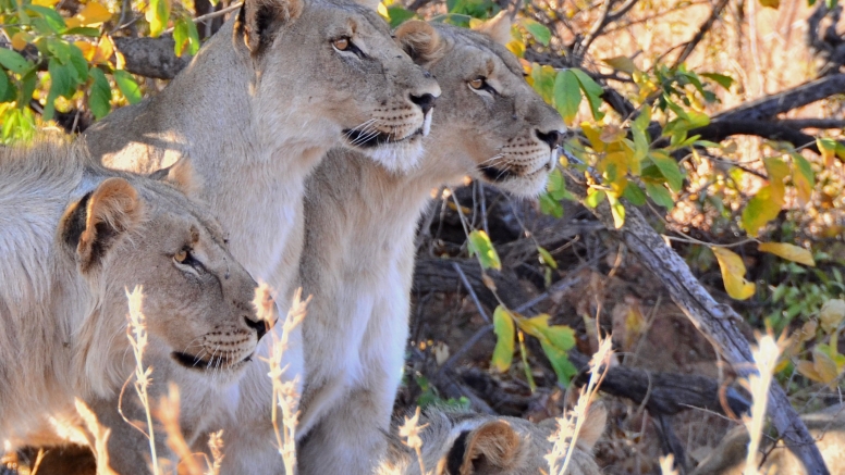 Private Game Drive Sun City - 25 Seater image 3