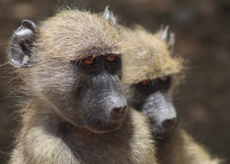 Exclusive Kruger National Park Full Day Safari with Brunch image 6