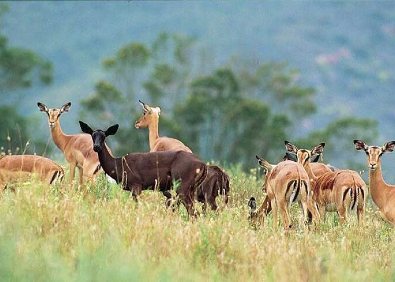 Guided Game Drives image 3