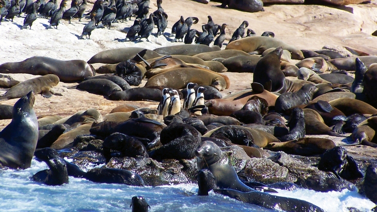 Seal Island Cruise image 1