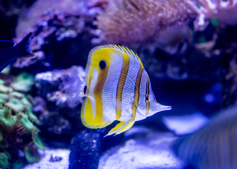Two Oceans Aquarium Day Visit image 8