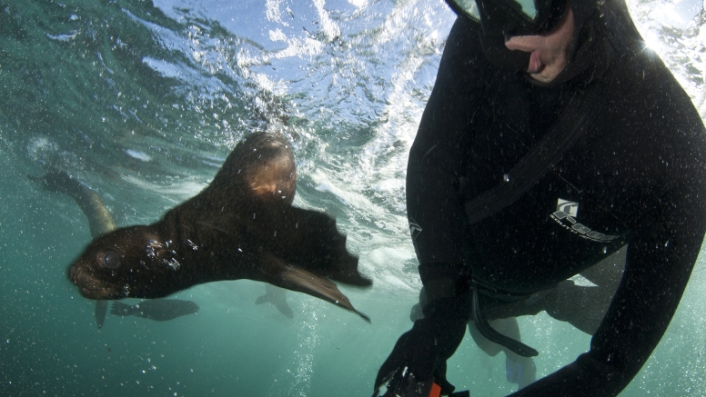 Swim with Seals image 10