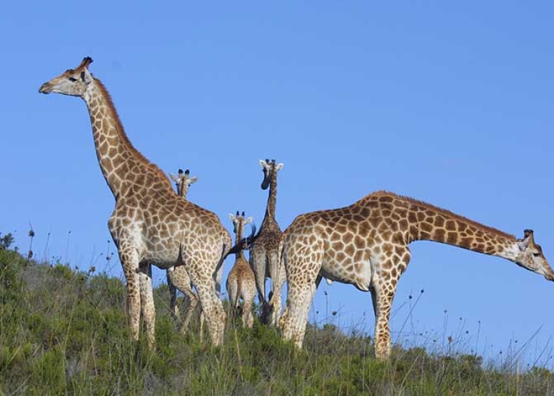 Guided Game Drives image 6