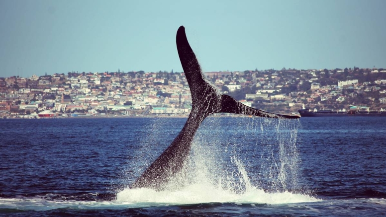 Boat Based Whale Watching image 7