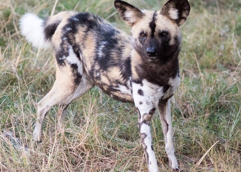 2 Hour Game Drive image 6