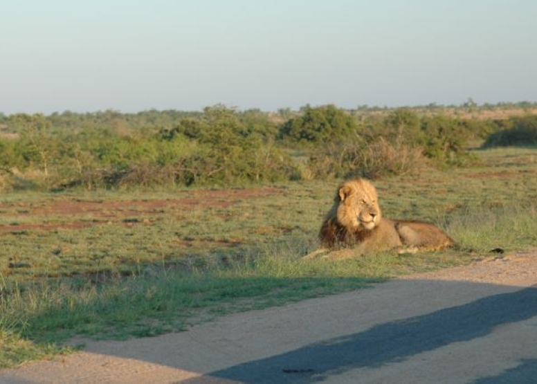 Lion King Tour image 6