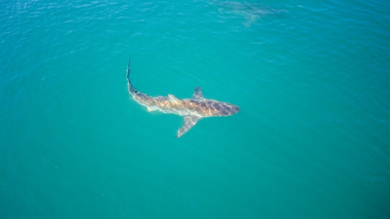 Gansbaai Shark Cage Diving Tour image 6