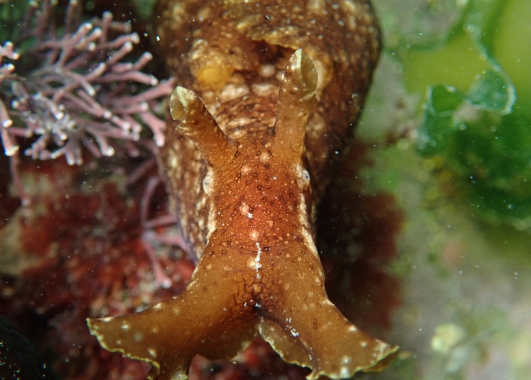 Snorkel Cape Town's Stunning Tidal Pools image 15