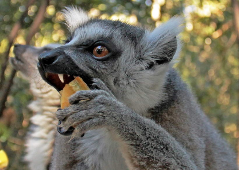 The Hidden Forest Wildlife Sanctuary image 6