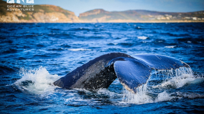 Whale Watching Encounter image 1