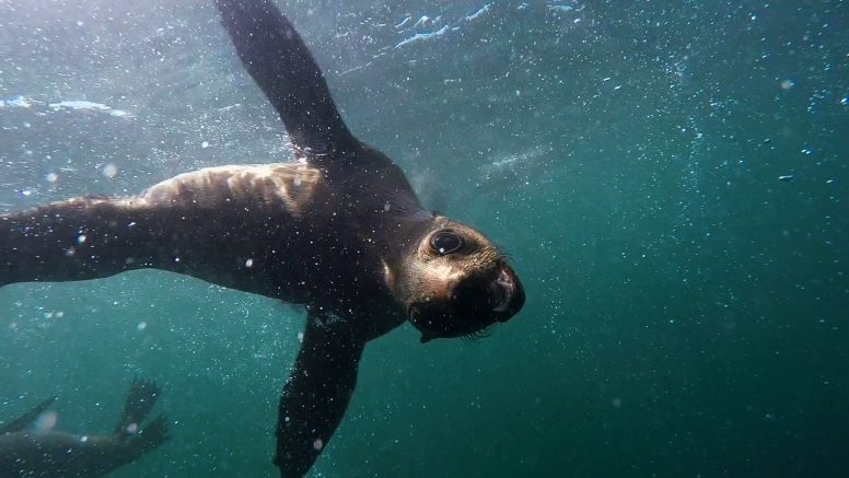 Seal Swimming image 4