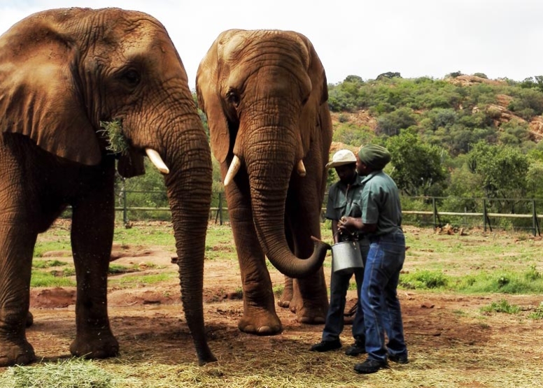 Elephant Interaction and Monkey Sanctuary Tour image 5