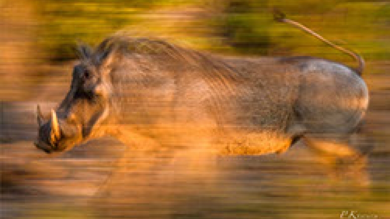 Photographic Full Day Private Safari Kruger Park image 7