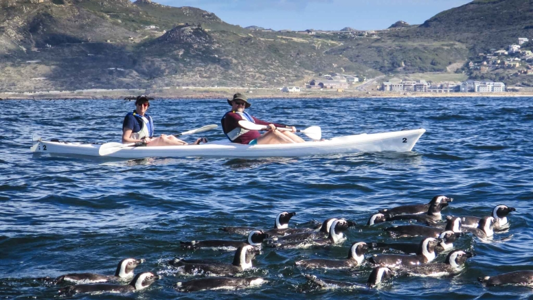 Penguin Kayak Trip image 8