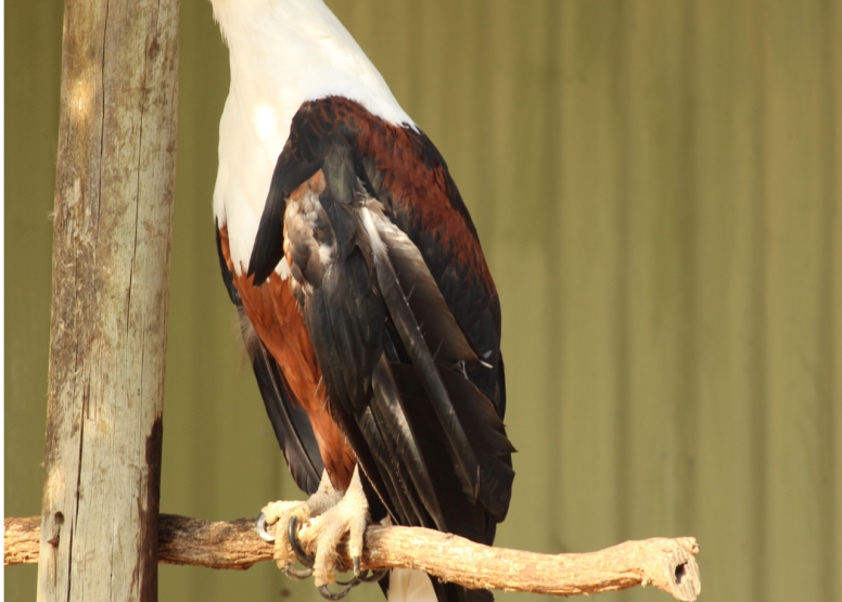 BLyde River Canyon and Moholoholo Wildlife Rehab Centre - 1 Day image 1