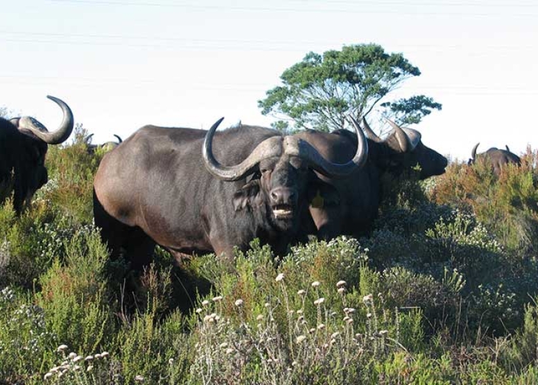 Guided Game Drives image 4