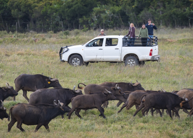 Buffalo Tour image 3