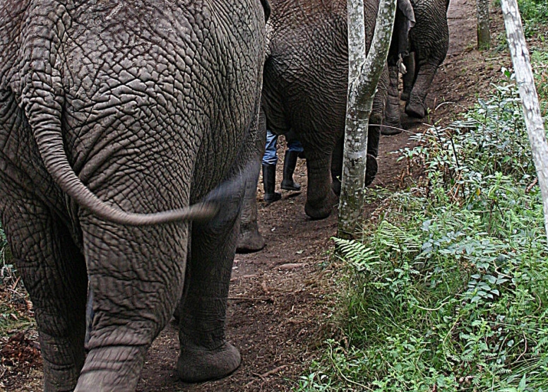 Trunk-in-Hand Elephant Tour image 5