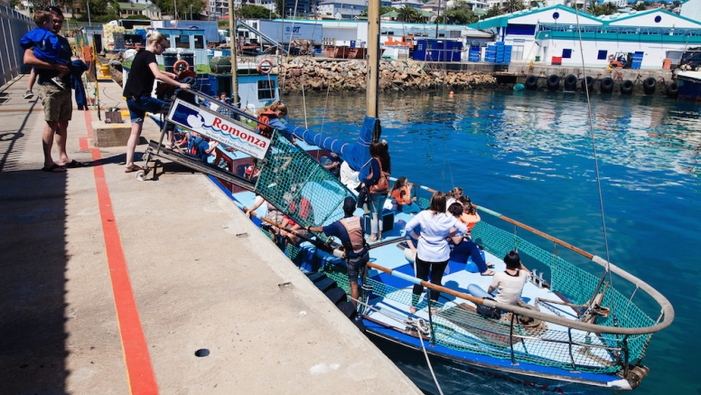 Boat Based Whale Watching image 3