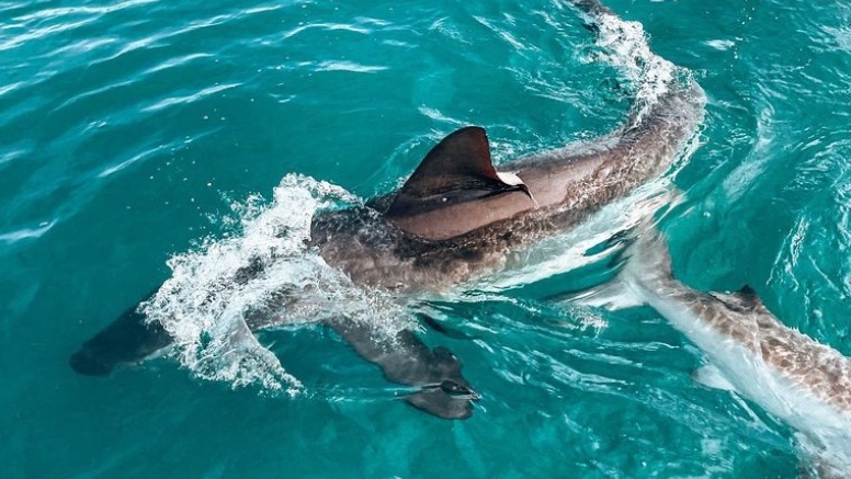 Shark Cage Diving in Gansbaai with White Shark Diving Company image 2