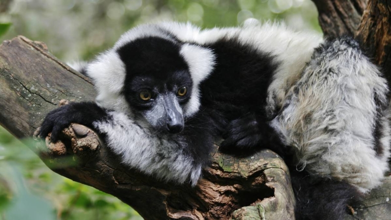 Harties Monkey Sanctuary Tour image 8