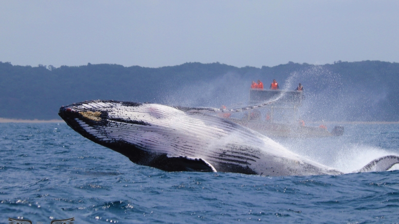 Whale & Dolphin Watching image 2