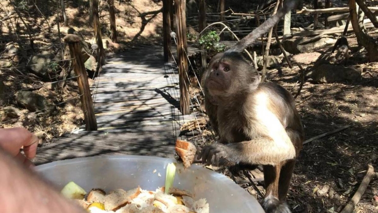 Harties Monkey Sanctuary Feeding Tour image 6