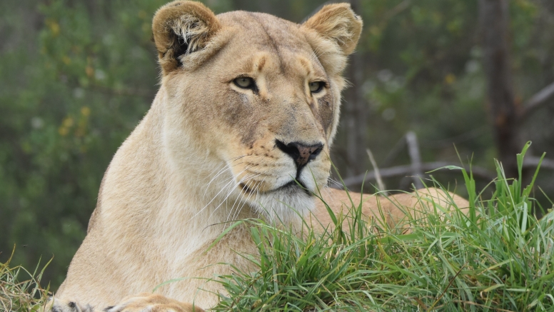 Wild Cat Experience image 3