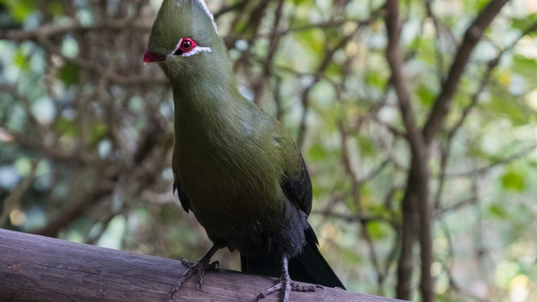 Monkeyland and Birds of Eden image 5