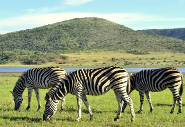 Pilanesberg National Park