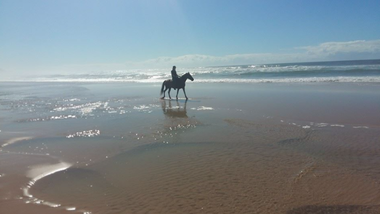 Full Day Beach Horse Ride image 3