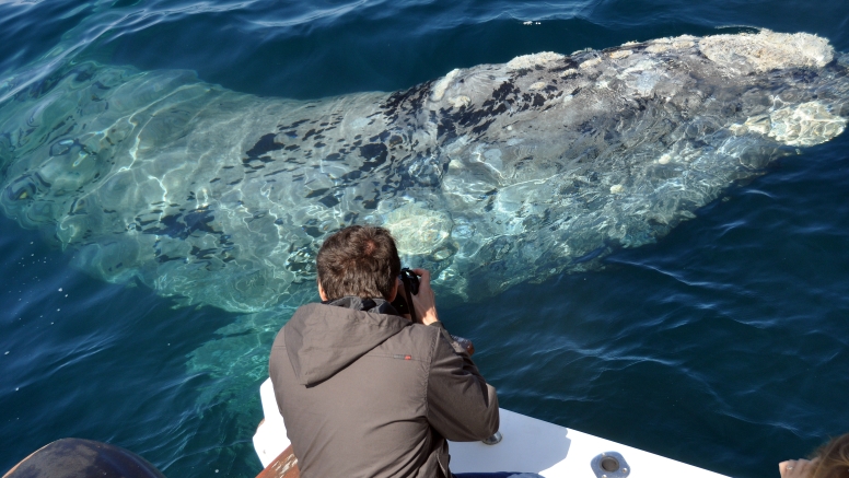 Cape Town Whale Watching Trip image 7