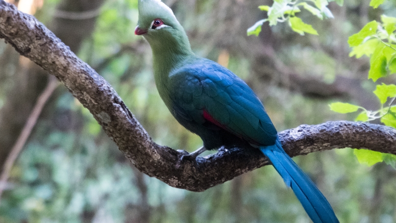 Monkeyland, Birds of Eden & Jukani image 8