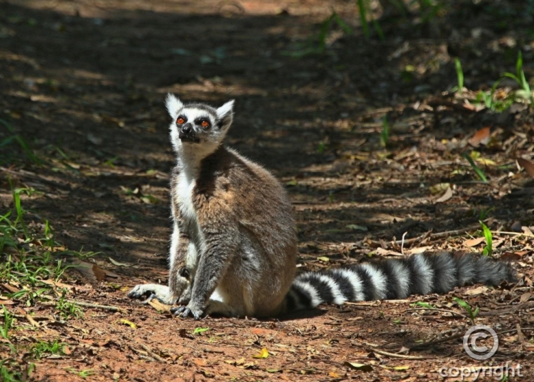 The Hidden Forest Wildlife Sanctuary image 9