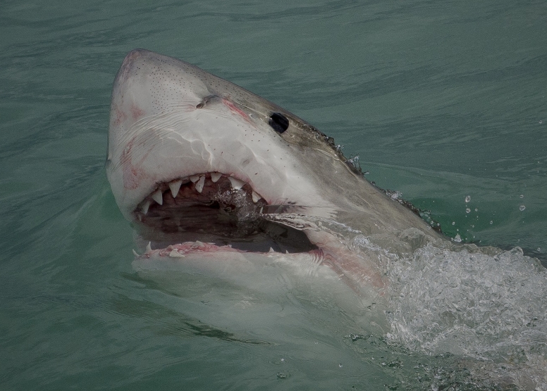 Shark Cage Diving in Gansbaai (White Shark Projects) image 4