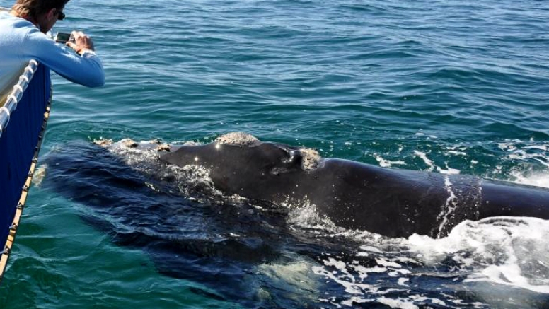 Cape Town Whale Watching Trip image 5