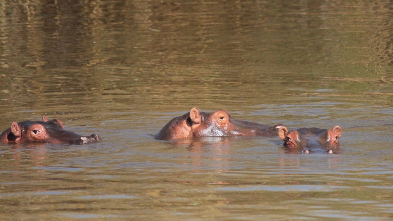 Hippo Walkway excluding Self-Drive image 1