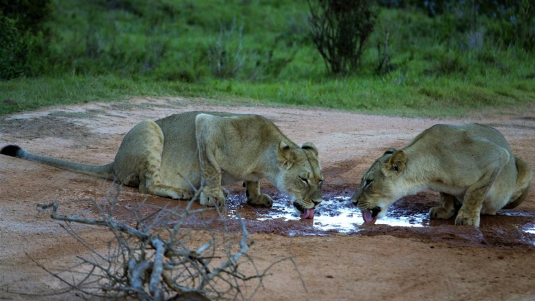 Addo Elephant Park Full Day Safari image 4