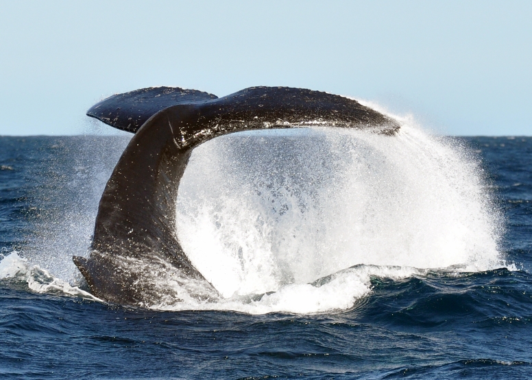 Cape Town Whale Watching Trip image 4