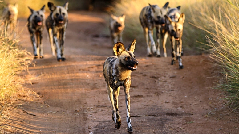 Afternoon KNP Open Vehicle Safaris image 1 Afternoon KNP Open Vehicle Safaris image 1