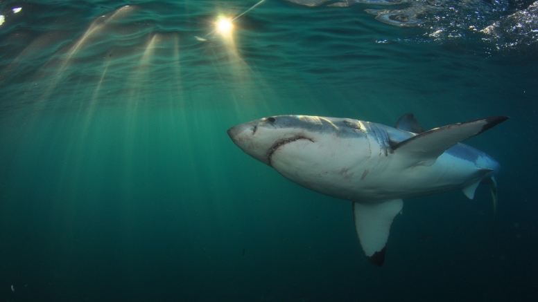 Shark Cage Diving in Gansbaai (White Shark Projects) image 7
