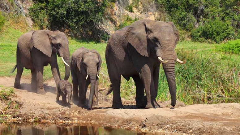 Guided Game Drives image 5