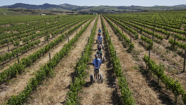 Segway Spier Wine Farm & Vineyards Tour image 3