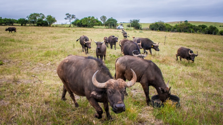 Buffalo Tour image 4