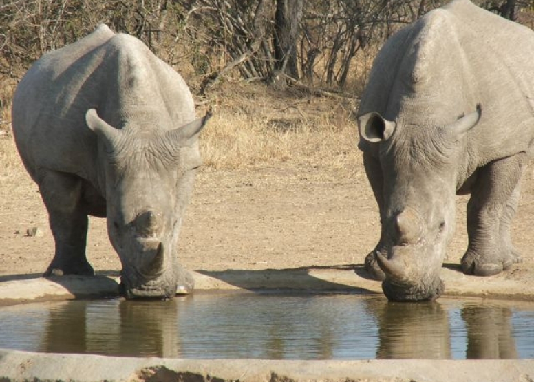 Full Day Kruger National Park Safari image 4