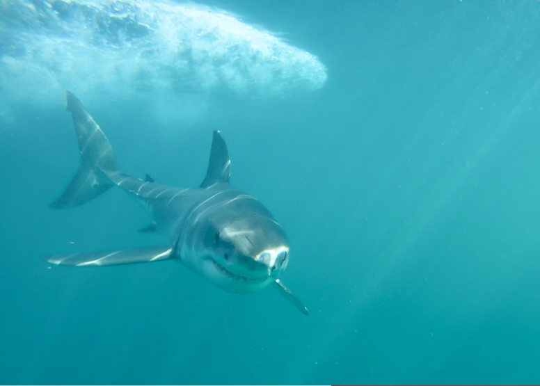 Shark Cage Diving Gansbaai image 6